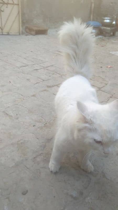 veri nice cat is all ok very friendli cat for sell 03038548515 2