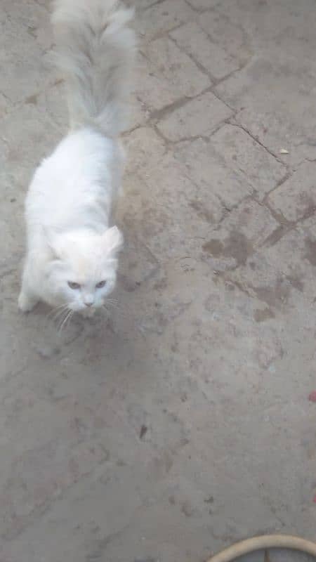 veri nice cat is all ok very friendli cat for sell 03038548515 3