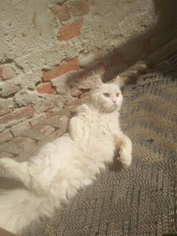 veri nice cat is all ok very friendli cat for sell 03038548515 5