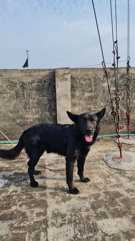 Black German Shepherd 1