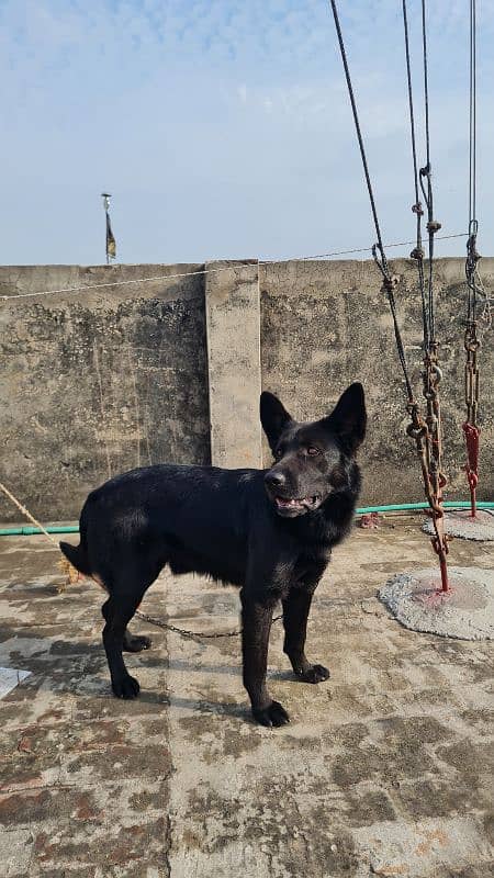 Black German Shepherd 2