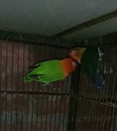 possible pale fellow and split opline lovebird