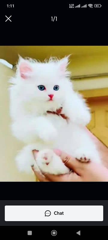 Persian cat for sale male or female my WhatsApp 03292443631 0