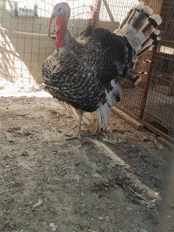 Year old birds breeder pair 1