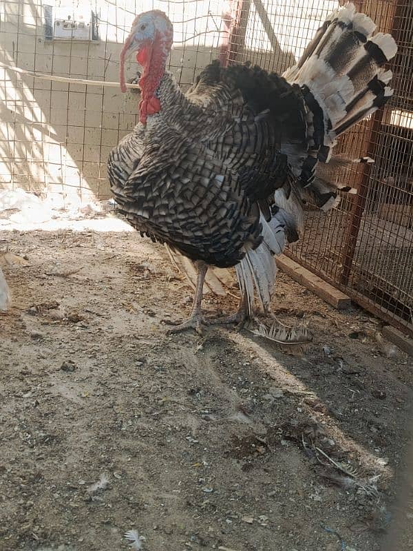 Year old birds breeder pair 2