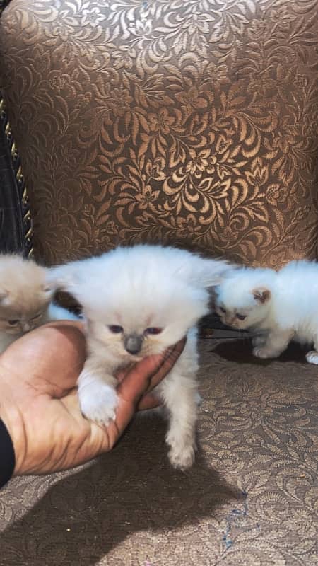 persian kittens 0