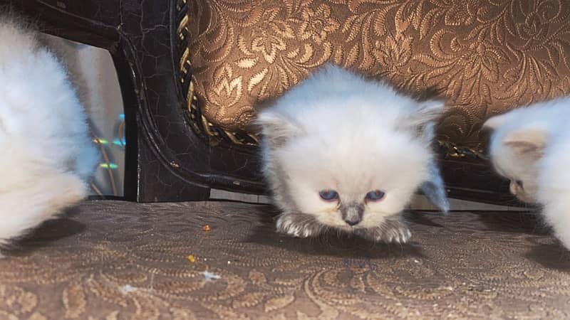 persian kittens 1