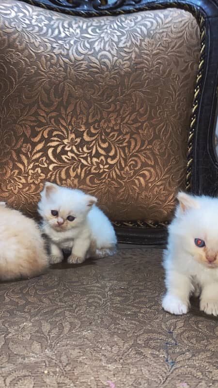 persian kittens 2