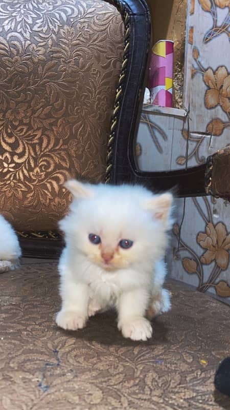 persian kittens 3