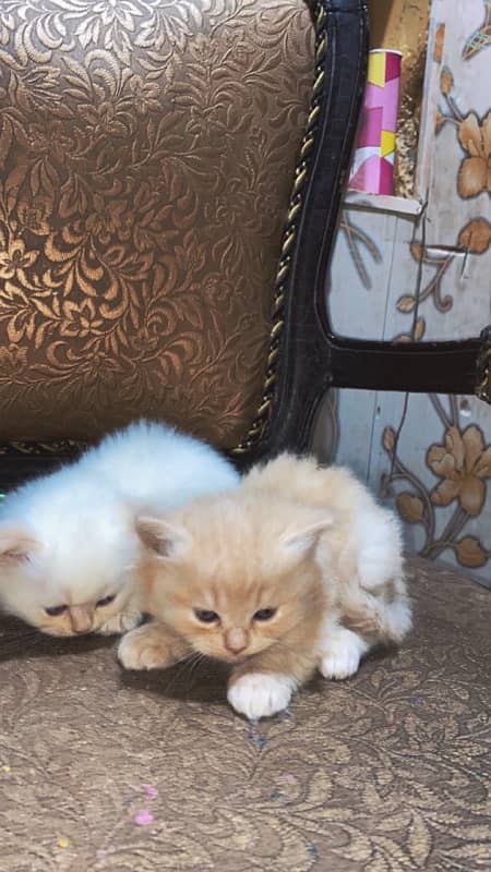 persian kittens 5