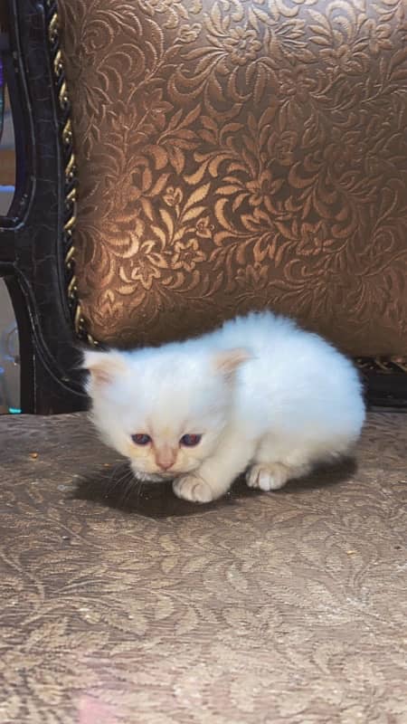 persian kittens 7