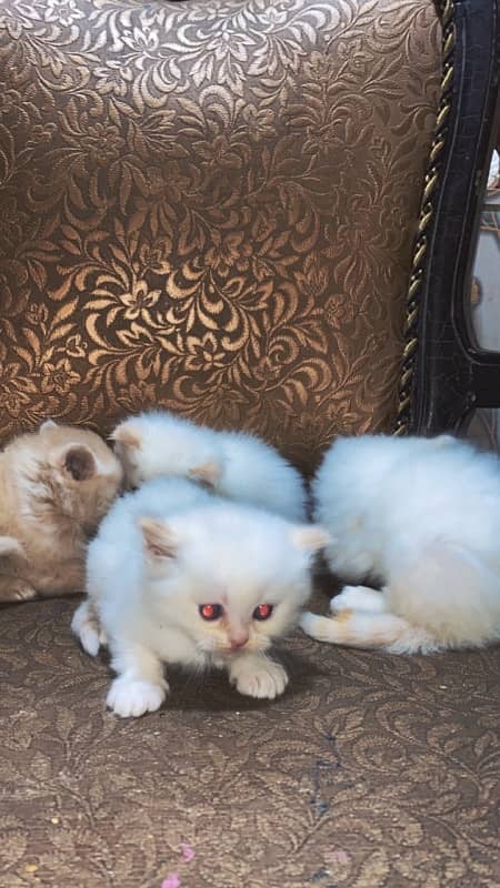 persian kittens 9