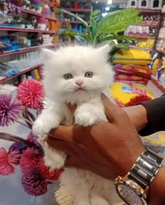 Persian cat