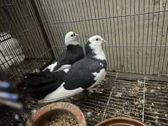 English Fancy Pigeons