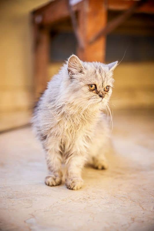 Persian cat 0