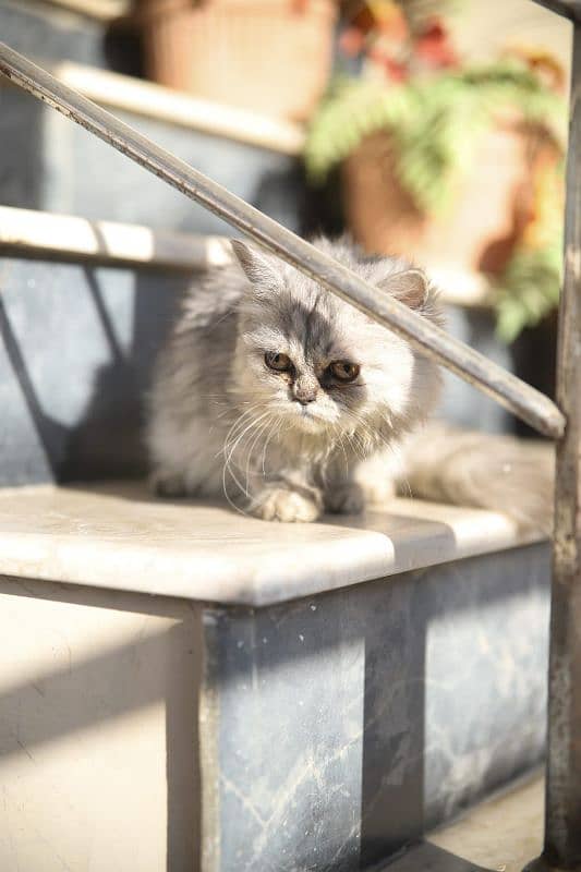 Persian cat 1