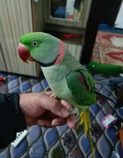 Kashmiri Raw parrot