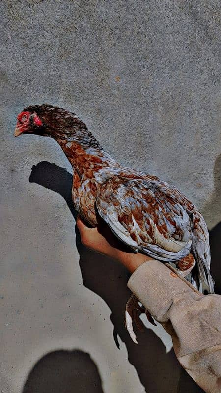 aseel eggs available only 7