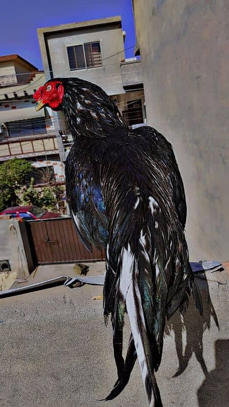aseel eggs available only 8