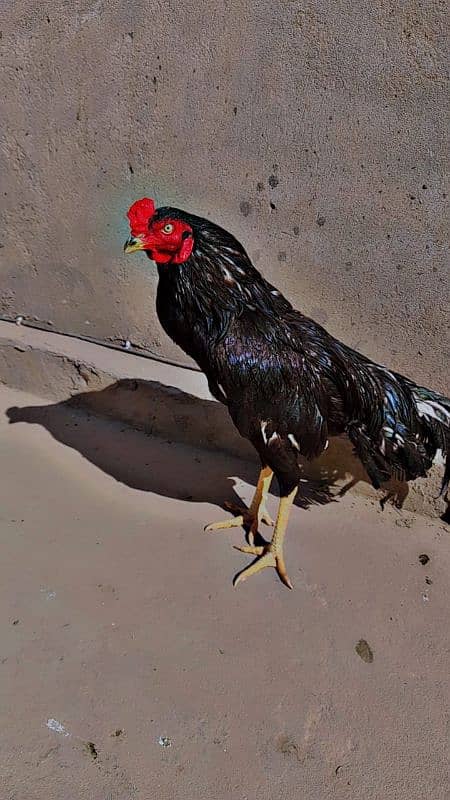 aseel eggs available only 9
