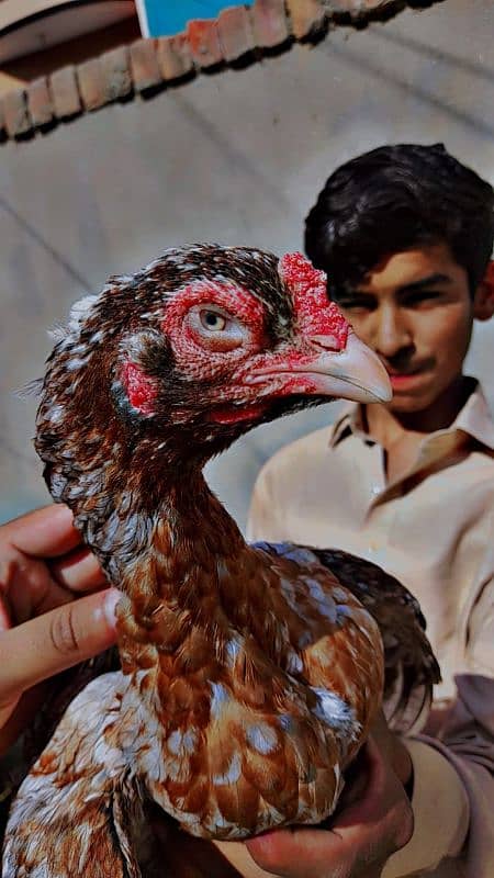aseel eggs available only 10