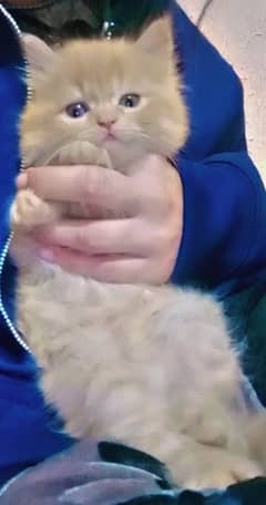 Persian kittens for sale