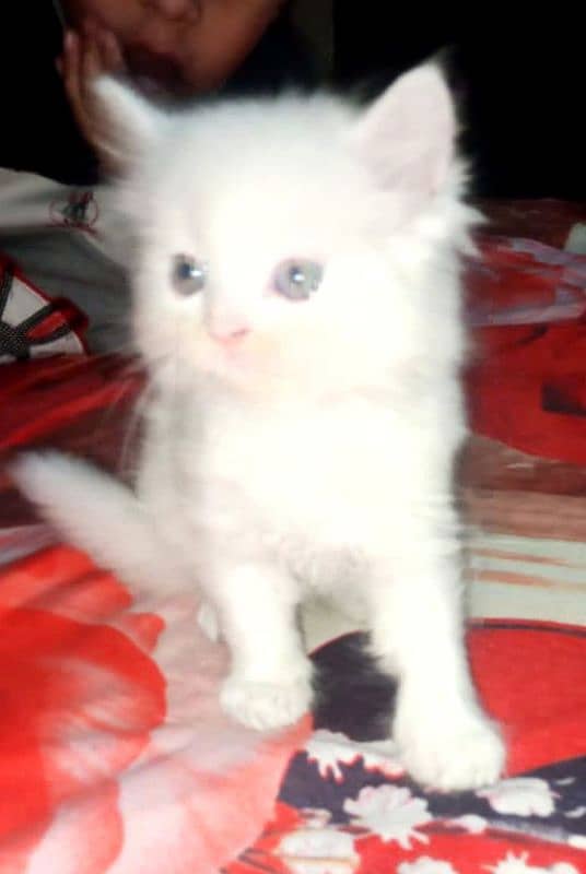 Persian kittens for sale 1