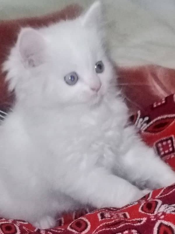 Persian kittens for sale 3