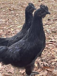 Ayam cemani |  Ayam cemani grey tongue |Ayam cemani | murghi | Murgi