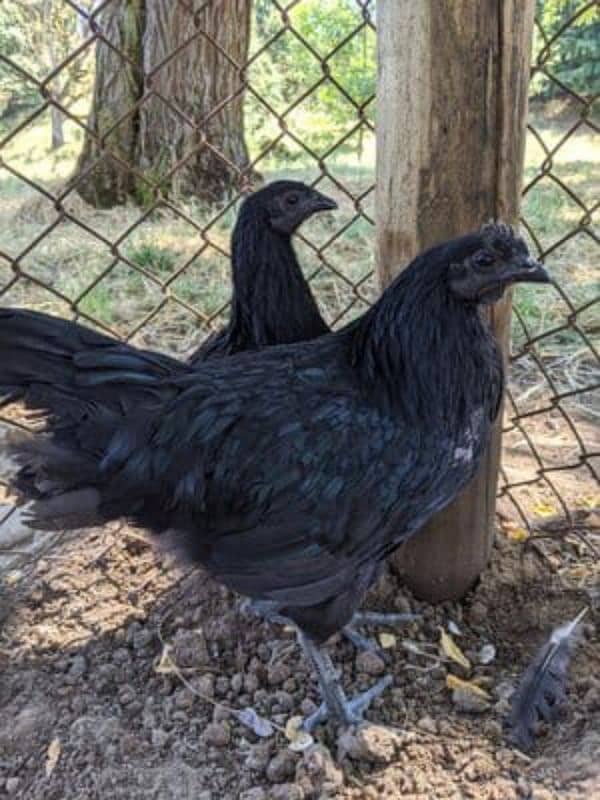 Ayam cemani |  Ayam cemani grey tongue |Ayam cemani | murghi | Murgi 1