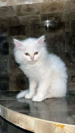 Persian kittens for sale