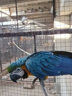 macaw hand tame parrot