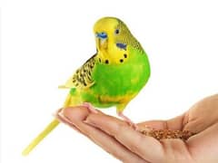 Australian budgie