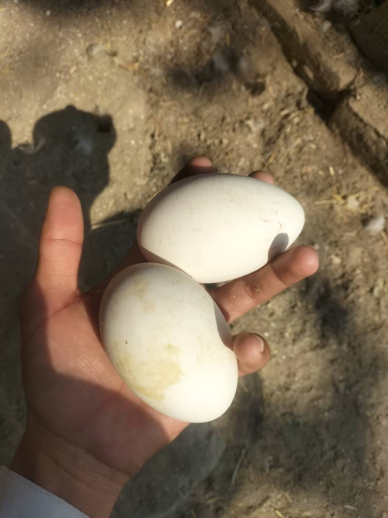 Duck eggs for sale. 2