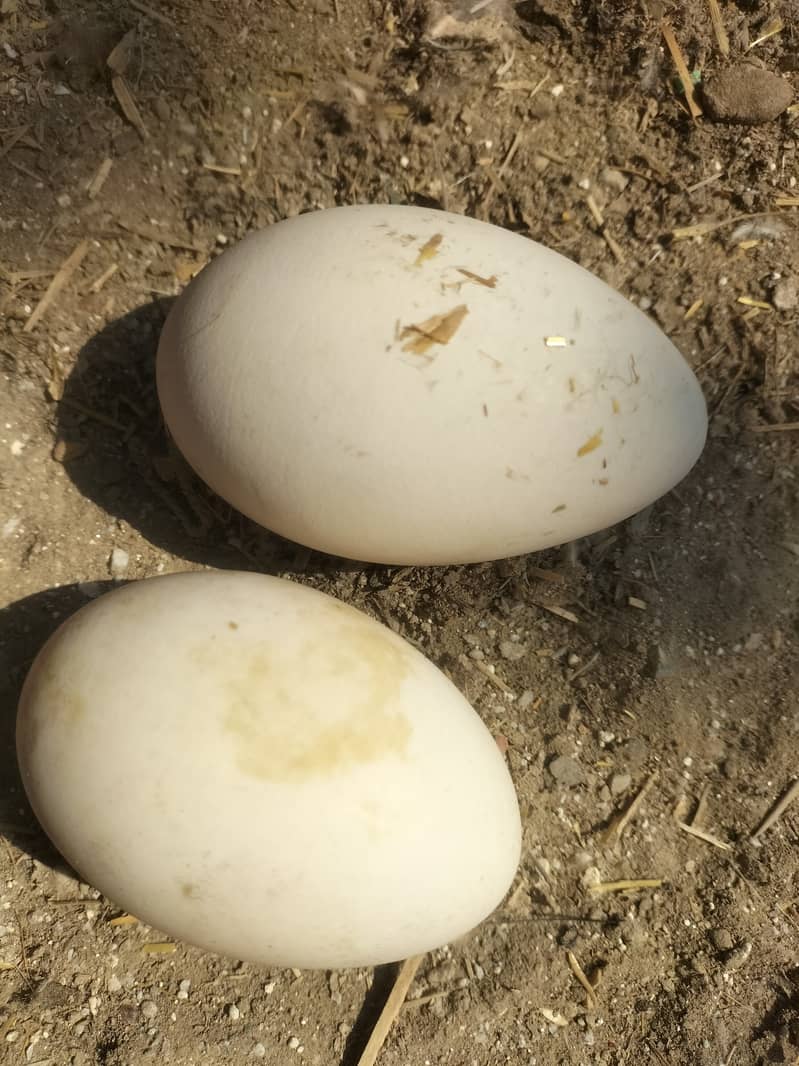 Duck eggs for sale. 3