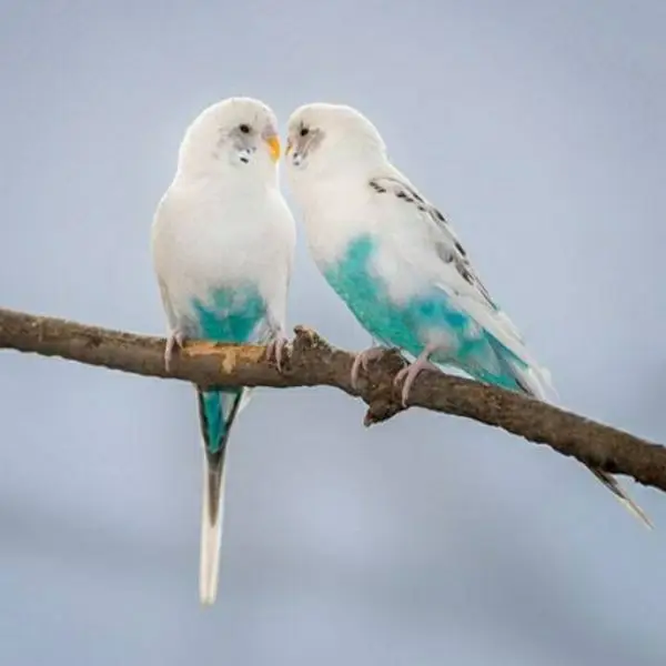 Australian budgie — photo 2