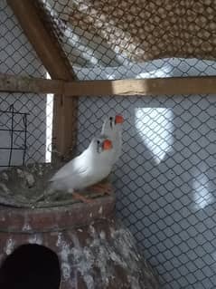 zebra Finch 3 adult female healthy and active. .