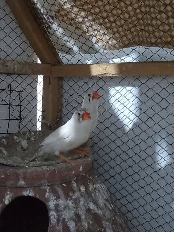 zebra Finch 3 adult female healthy and active. . 0