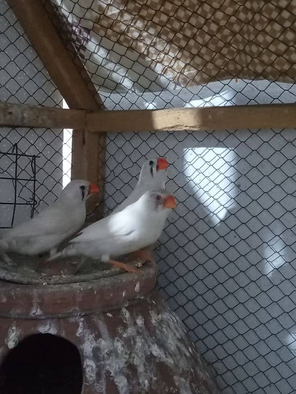 zebra Finch 3 adult female healthy and active. . 1