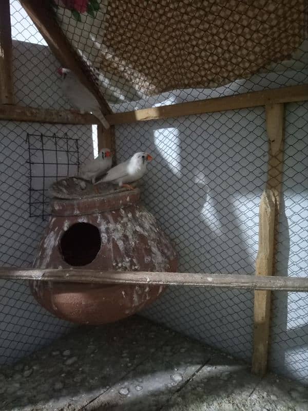 zebra Finch 3 adult female healthy and active. . 2