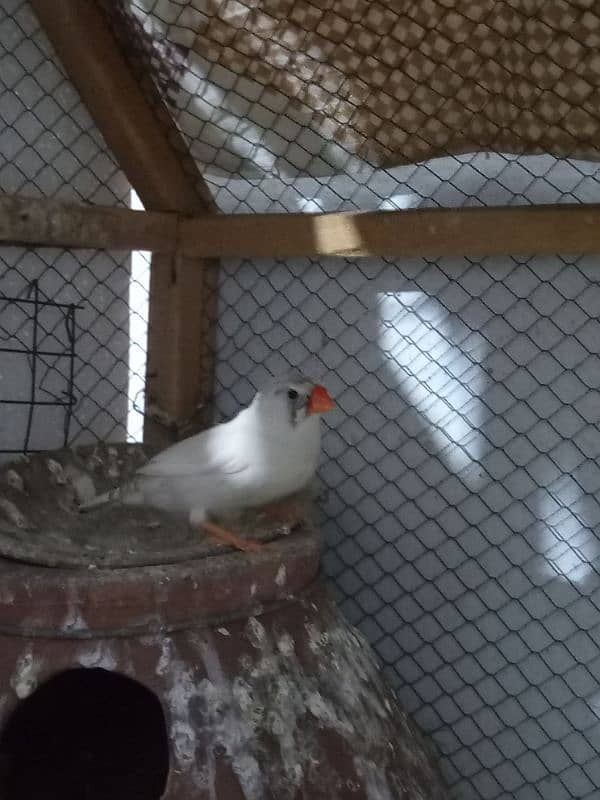 zebra Finch 3 adult female healthy and active. . 3