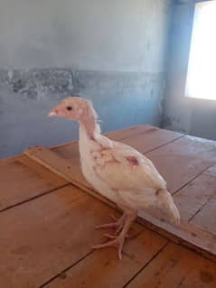 lasaani heera Chicks WhatsApp no 03405791435