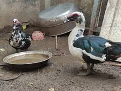 Muscovy duck ducks huge  pair for sale single piece bhee mil jaye ga