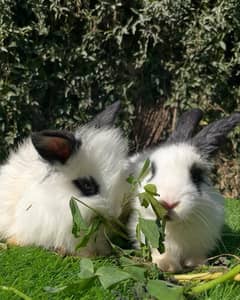 Angora bunnies