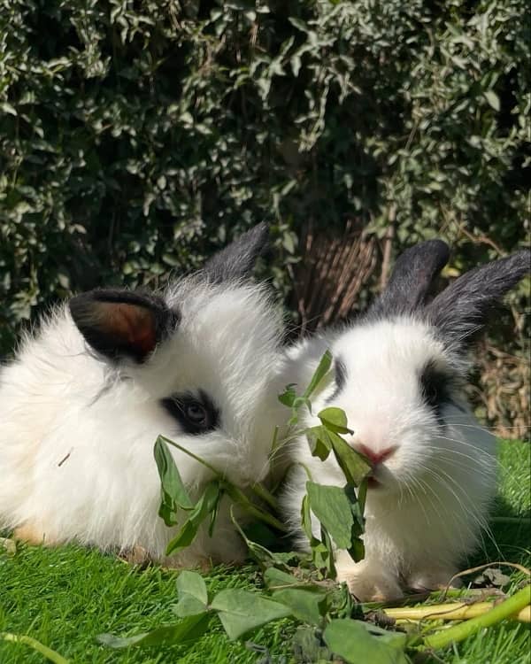 Angora bunnies 0