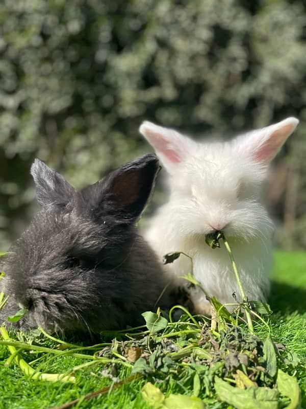 Angora bunnies 1