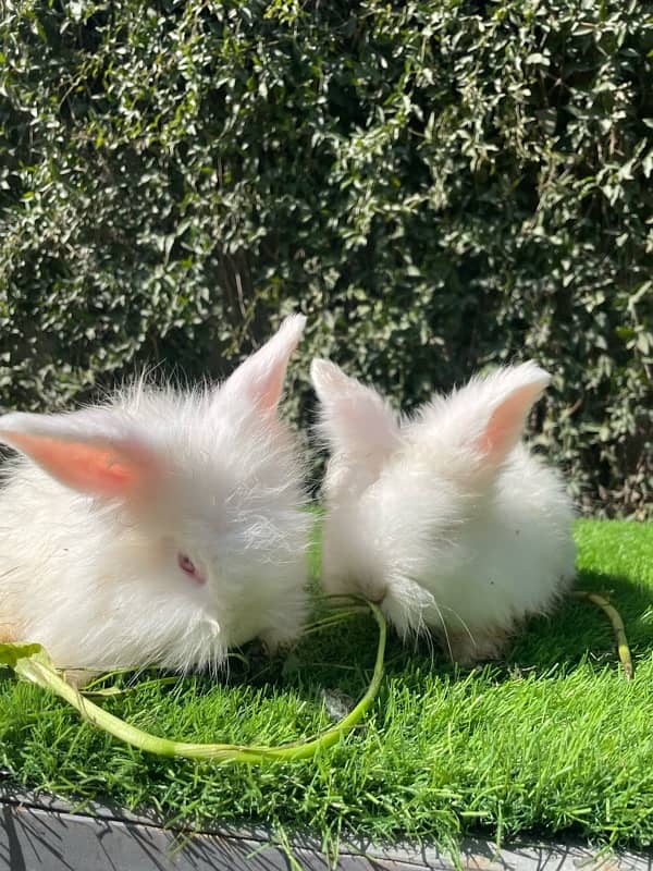 Angora bunnies 2