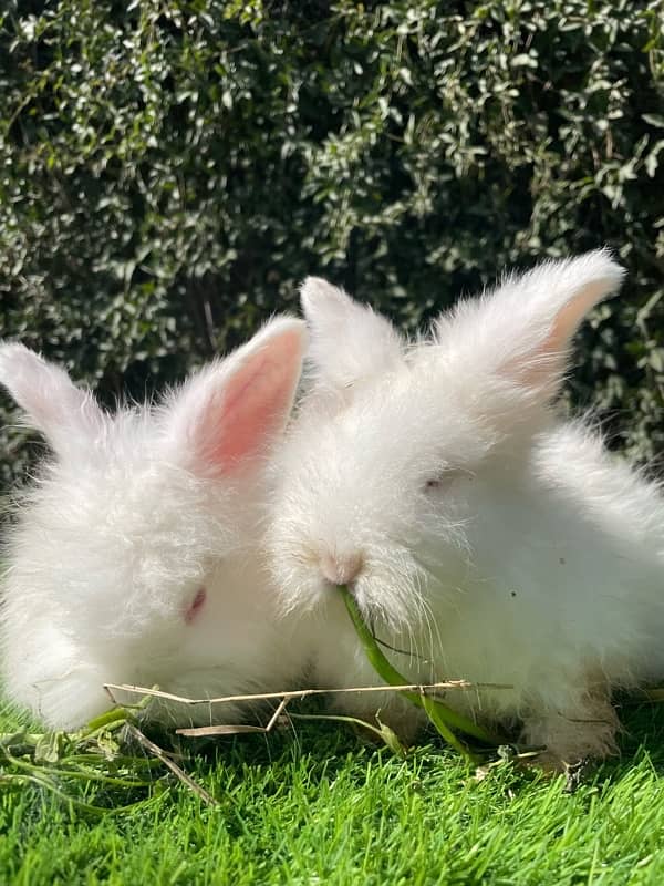 Angora bunnies 3