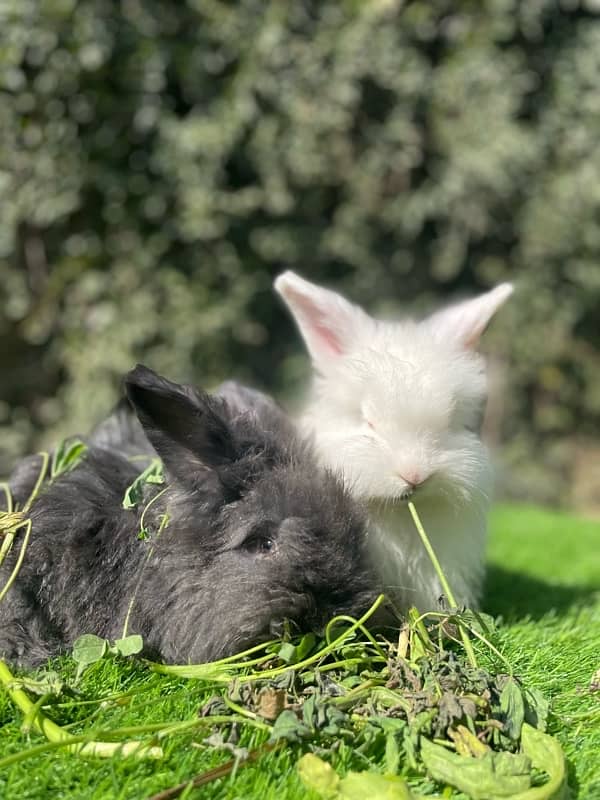 Angora bunnies 4