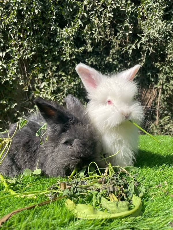 Angora bunnies 5